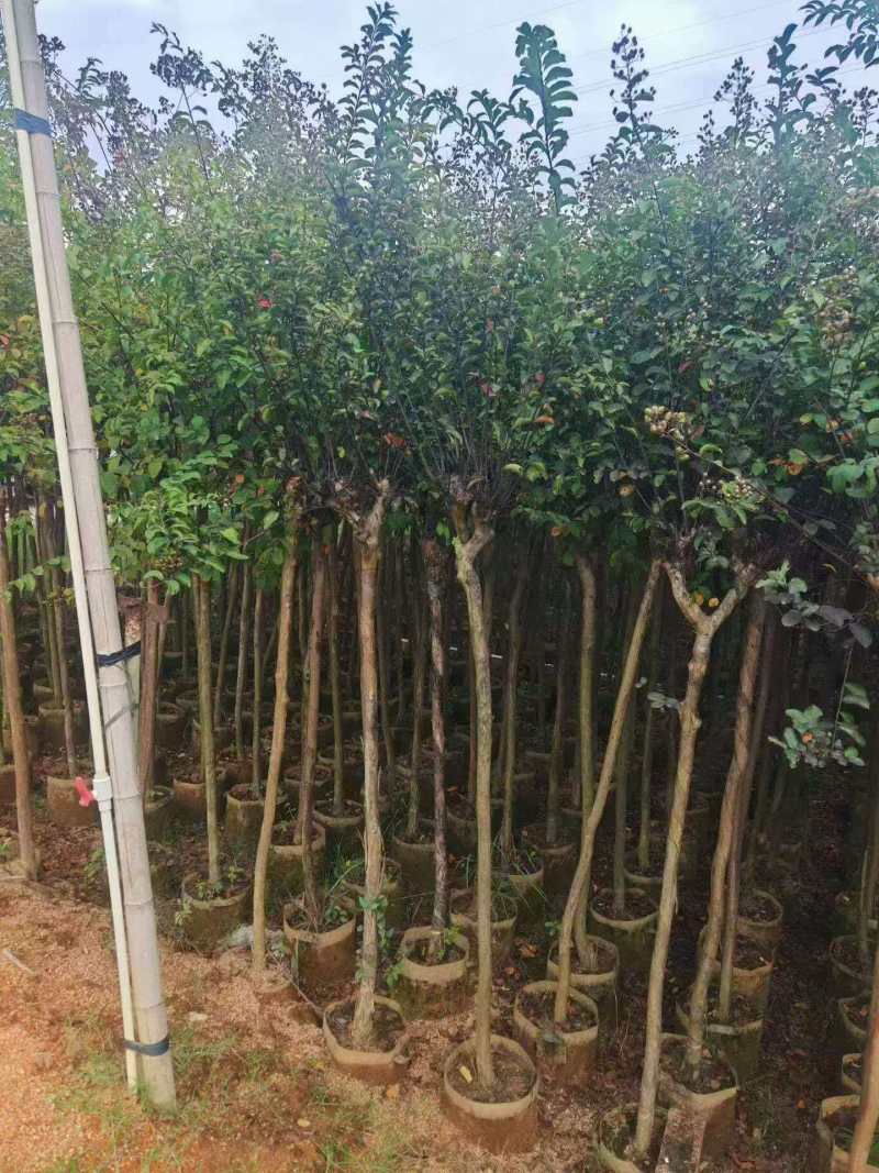 绿化苗木/小叶紫薇/广东揭阳普宁市优质绿化苗木基地直发