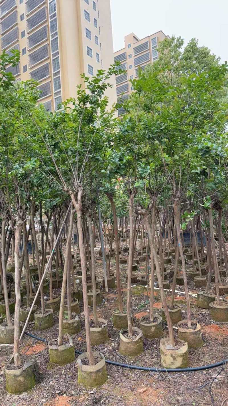 绿化苗木/小叶紫薇/广东揭阳普宁市优质绿化苗木基地直发