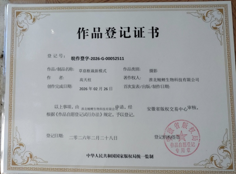 草菇出菇套装含1斤菌种5斤发酵好的培养料到家播种坐等出菇
