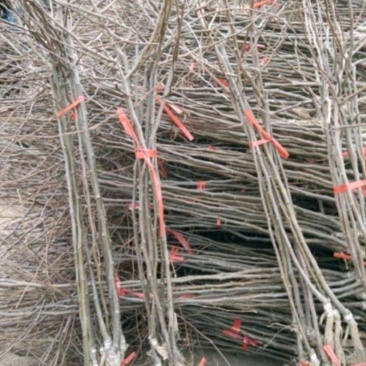 啤特果树苗