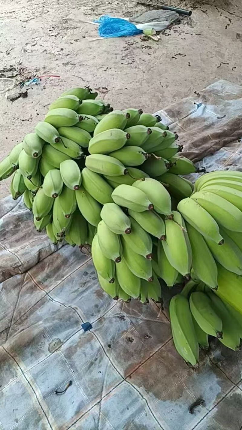 金粉一号云南河口产地大量出货量大从优，欢迎各位老板来电