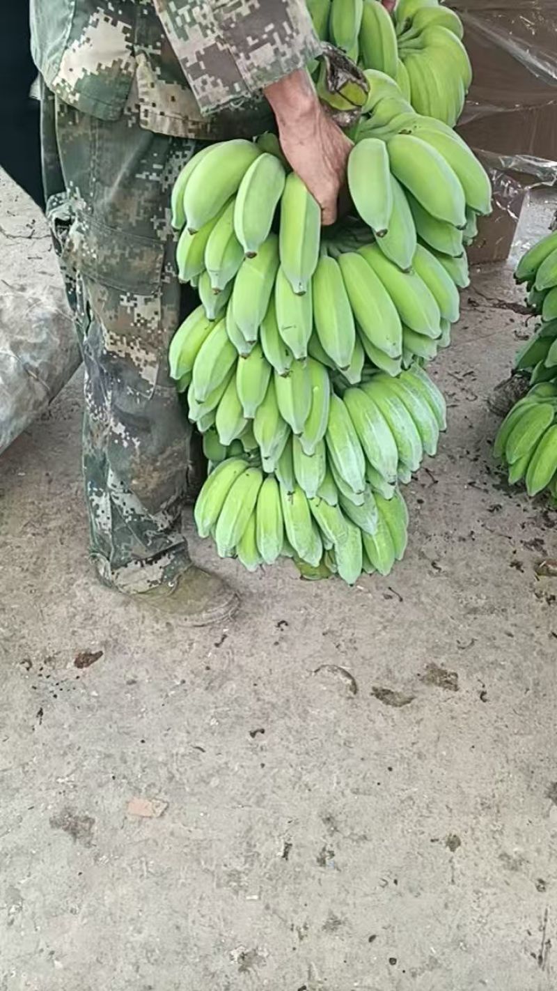 金粉一号云南河口产地大量出货量大从优，欢迎各位老板来电
