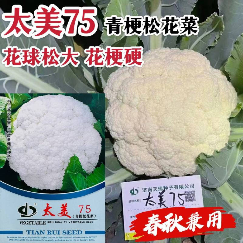 太美75青梗松花菜种子春秋兼用松花菜抗病强花球松大