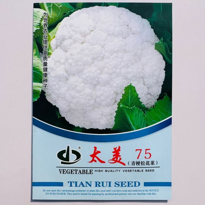 太美75青梗松花菜种子春秋兼用松花菜抗病强花球松大