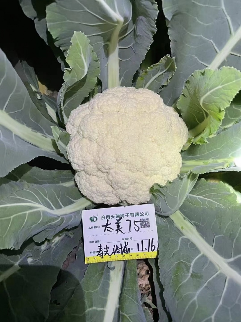 太美75青梗松花菜种子春秋兼用松花菜抗病强花球松大