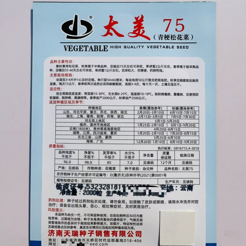 太美75青梗松花菜种子春秋兼用松花菜抗病强花球松大