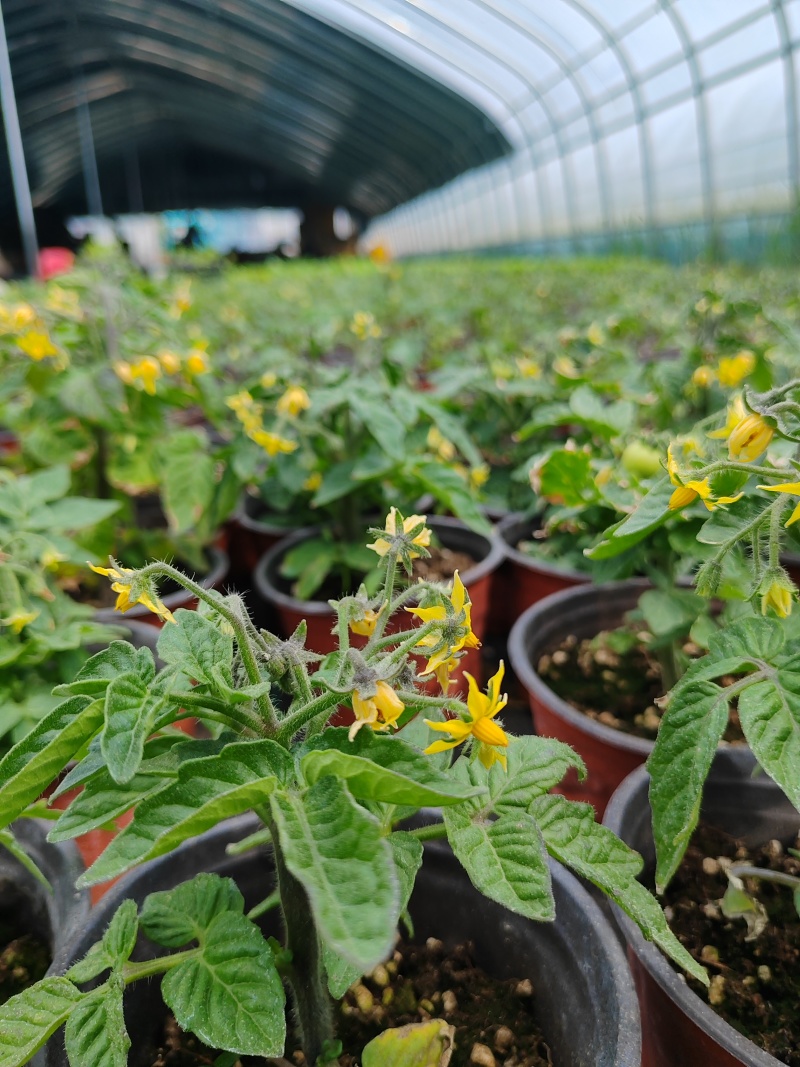 黑色矮生小番茄盆栽，带果带盆发货，原土原盆根系发达易成活