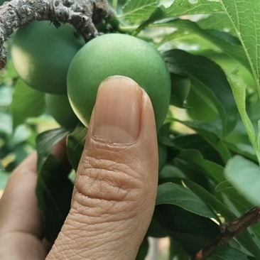 李子