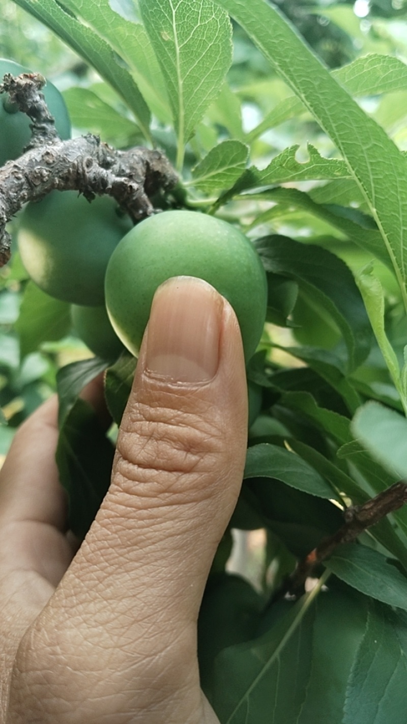 李子
