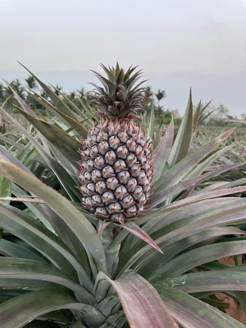 27年澄迈金钻凤梨。至少喝3次豆浆的凤梨。自有种植基地