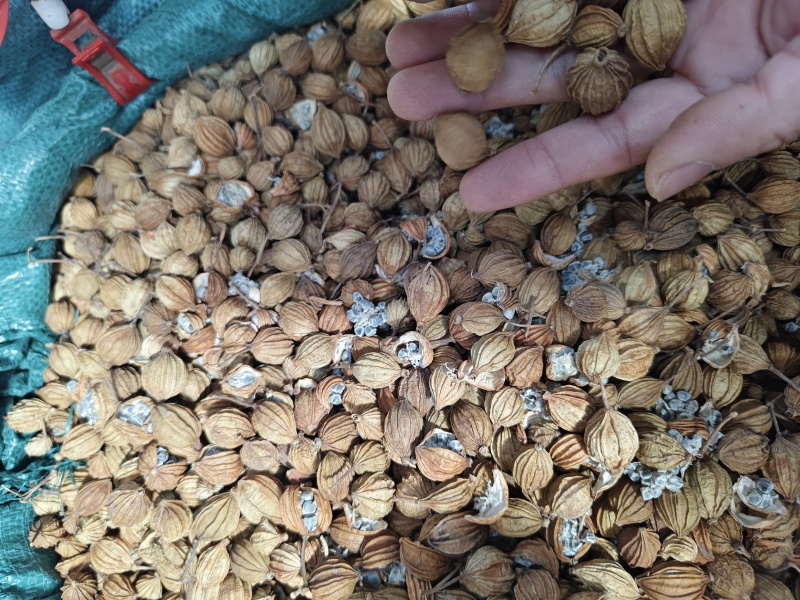 优质香砂香砂仁中药材调料卤料炖肉火锅香料批发大全