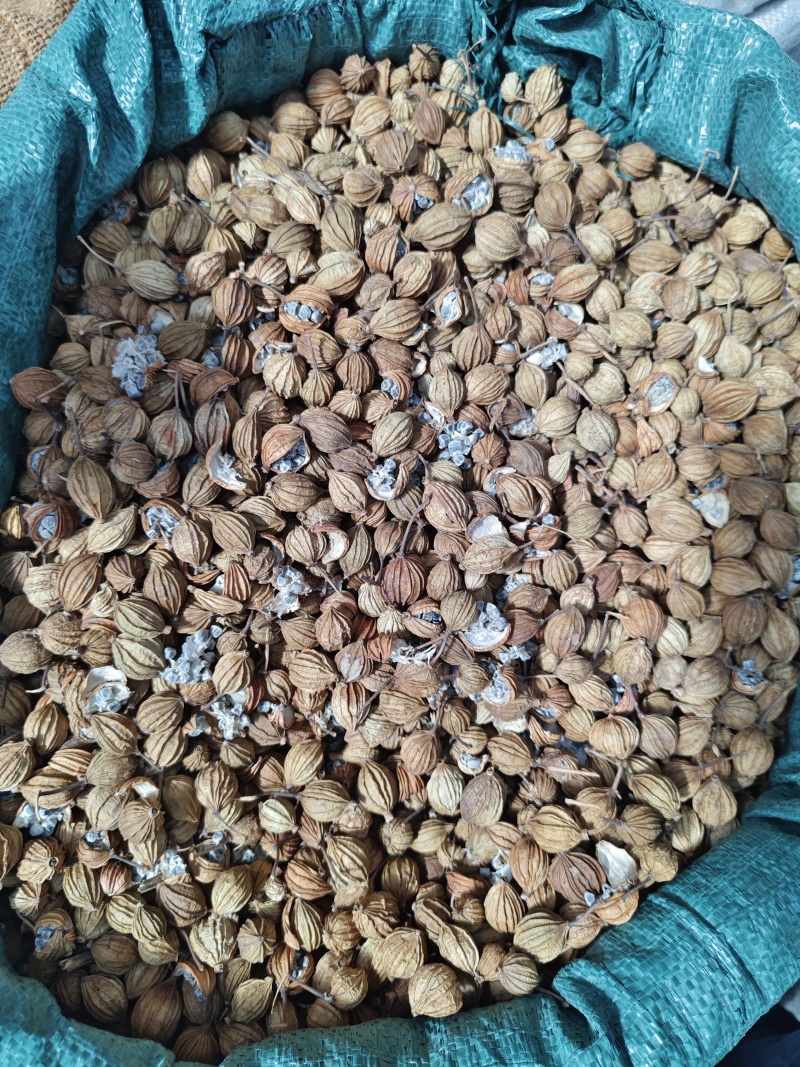 优质香砂香砂仁中药材调料卤料炖肉火锅香料批发大全