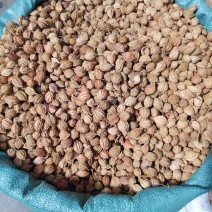 优质香砂香砂仁中药材调料卤料炖肉火锅香料批发大全