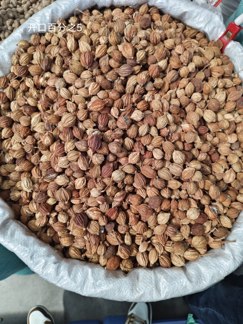 优质香砂香砂仁中药材调料卤料炖肉火锅香料批发大全