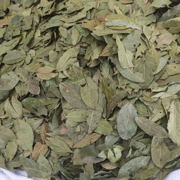 两斤起批新货特绿香叶选货片形好量大从优