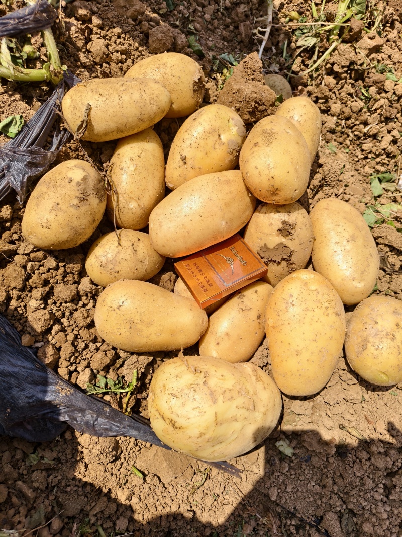 云南黄心土豆黄皮黄心土豆，产地直发，优质货源，诚信经营