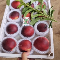 云南万亩火焰桃，红宝石毛桃。