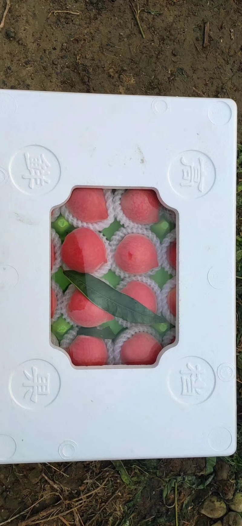 云南万亩火焰桃，红宝石毛桃。