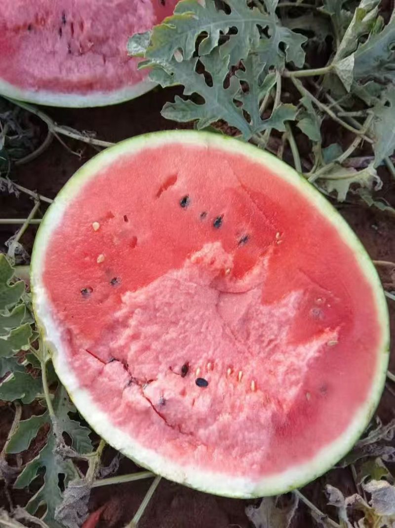 云南露天西瓜大量上市