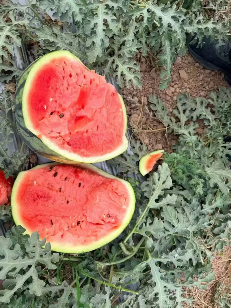 云南露天西瓜大量上市