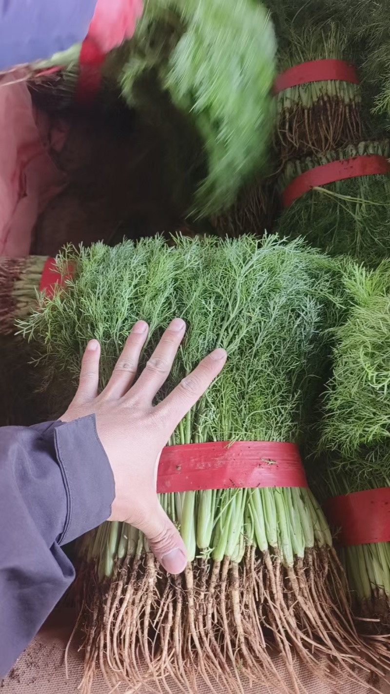 欢迎来电，精品【茴香】可供全国客商前来采购