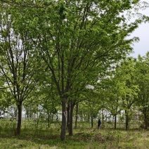 大规格榉树基地，价格美丽，欢迎前来采购，山东彩盛苗木基地