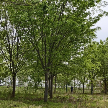 大规格榉树基地，价格美丽，欢迎前来采购，山东彩盛苗木基地
