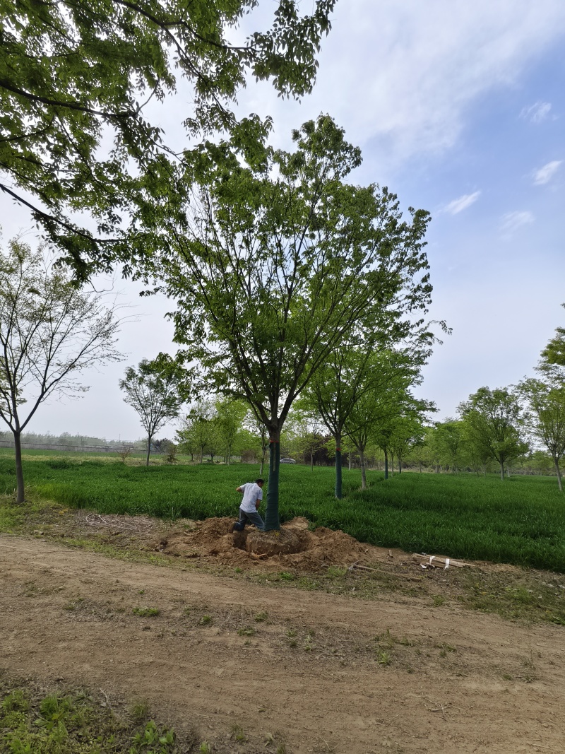 大规格榉树基地，价格美丽，欢迎前来采购，山东彩盛苗木基地