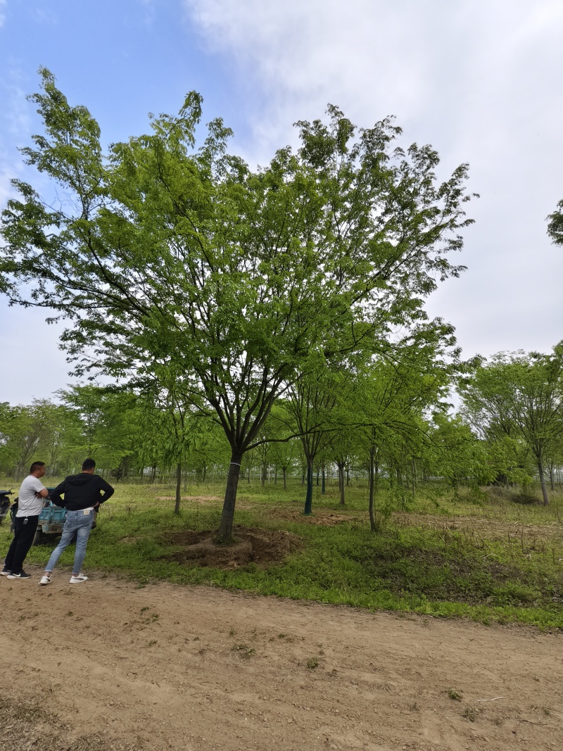 大规格榉树基地，价格美丽，欢迎前来采购，山东彩盛苗木基地