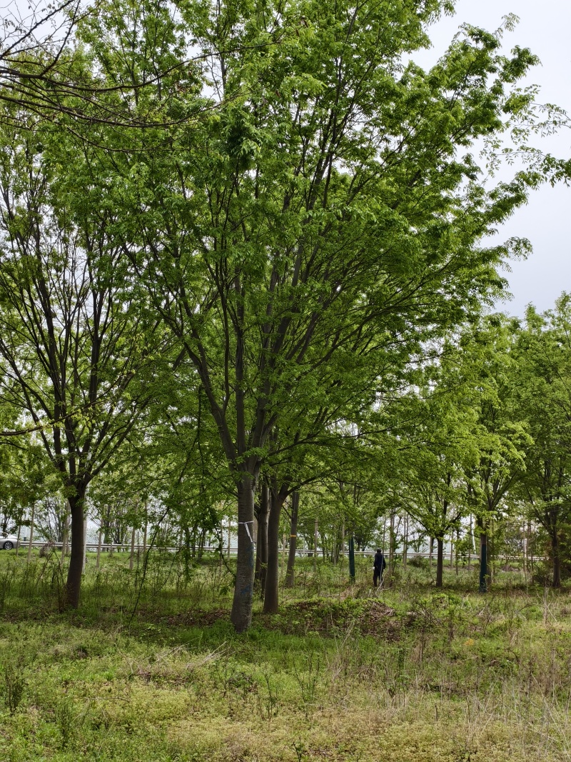 大规格榉树基地，价格美丽，欢迎前来采购，山东彩盛苗木基地