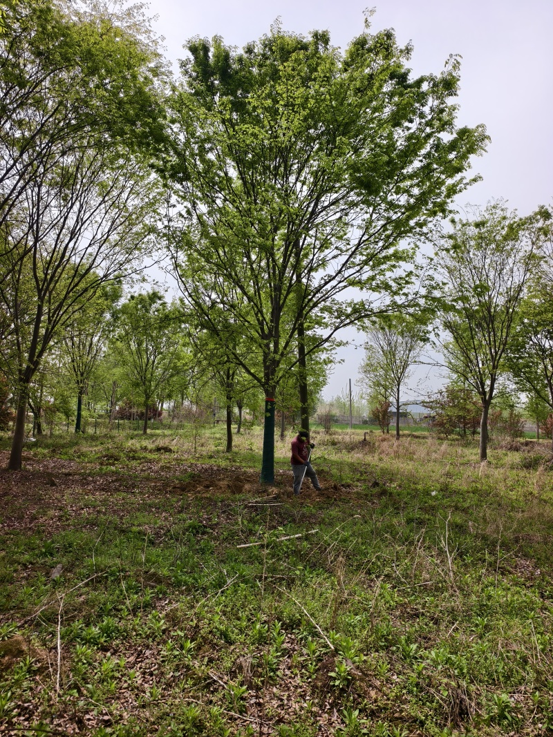 大规格榉树基地，价格美丽，欢迎前来采购，山东彩盛苗木基地