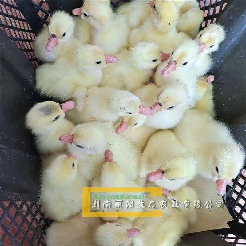 湖南衡阳大三花鹅苗量大从优欢迎老板联系