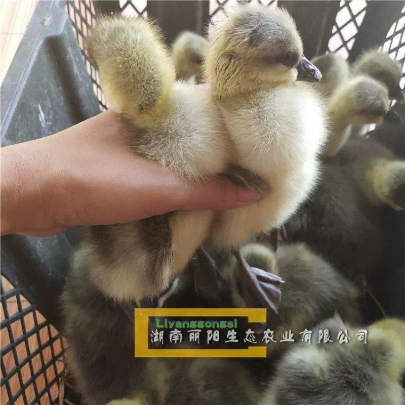 鹅苗湖南灰鹅/马岗鹅苗/杂交鹅/草鹅苗量大从优欢迎联系