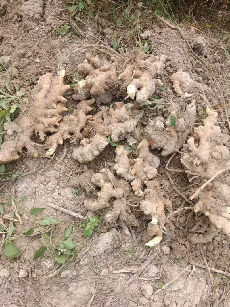 精品广西老姜产地一手货源全国发货量大价优欢迎随时联系