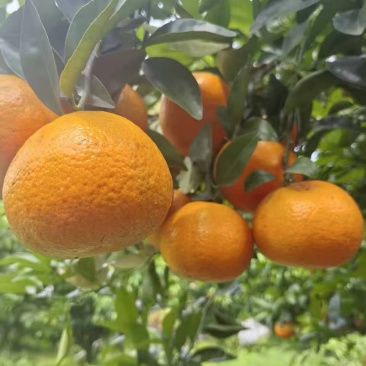精品广西茂谷柑一手货源全国发货量大价优欢迎随时联系