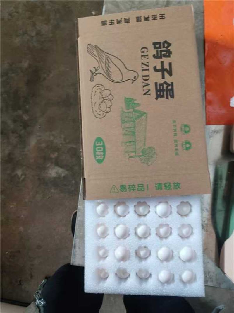 鸽子蛋对接全国产地直发保质保量欢迎各大批发商采购
