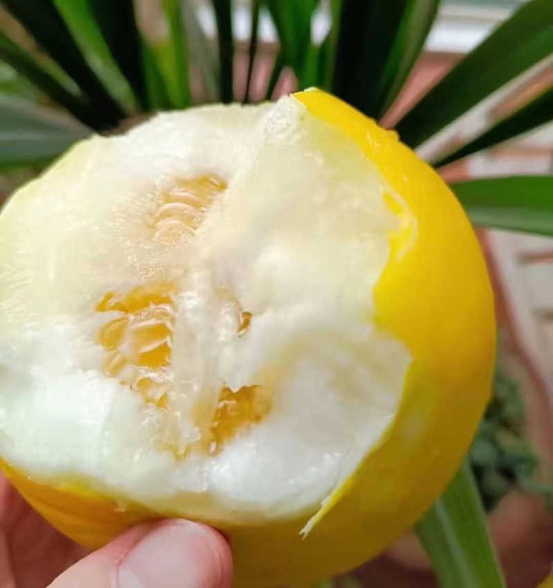 山东头茬小蜜蜂甜瓜早甜脆，大量低价产地新鲜直供，保质保量