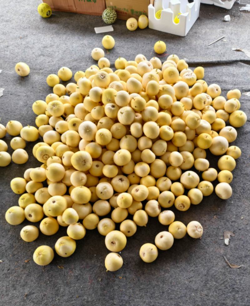 山东头茬小蜜蜂甜瓜早甜脆，大量低价产地新鲜直供，保质保量