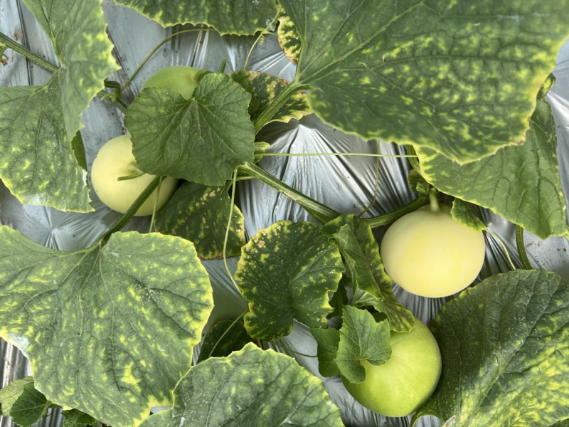 山东头茬小蜜蜂甜瓜早甜脆，大量低价产地新鲜直供，保质保量