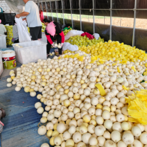 山东头茬小蜜蜂甜瓜早甜脆，大量低价产地新鲜直供，保质保量