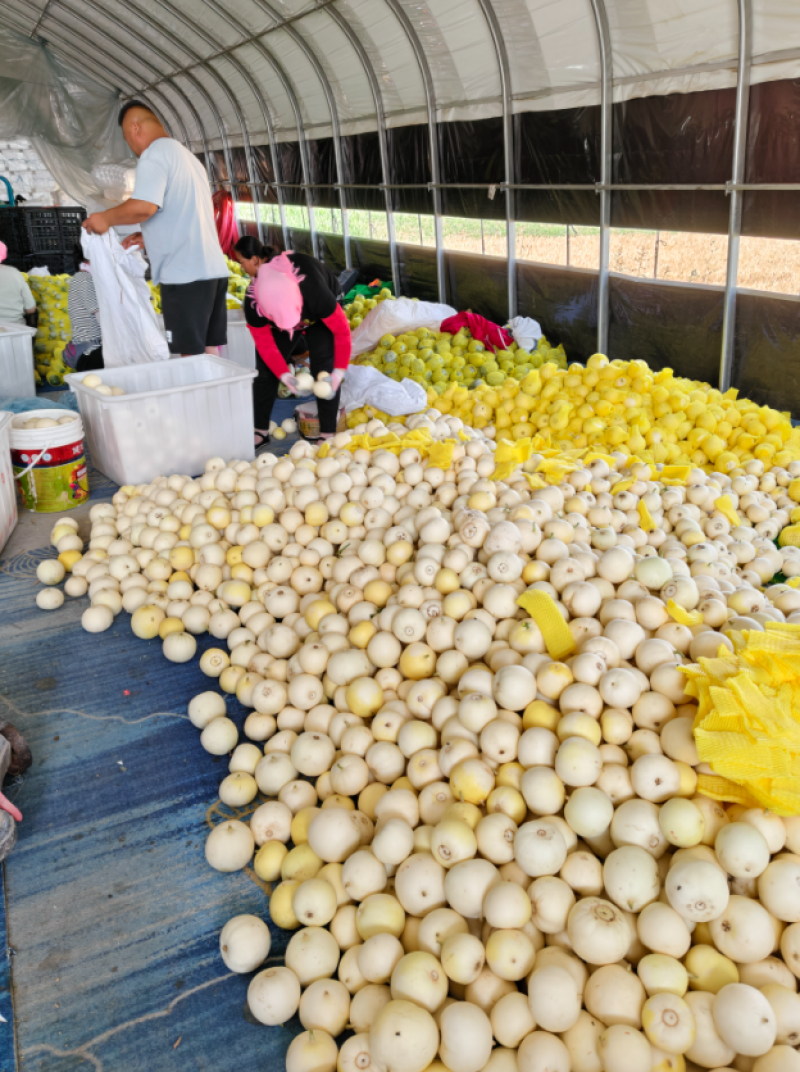 山东头茬小蜜蜂甜瓜早甜脆，大量低价产地新鲜直供，保质保量