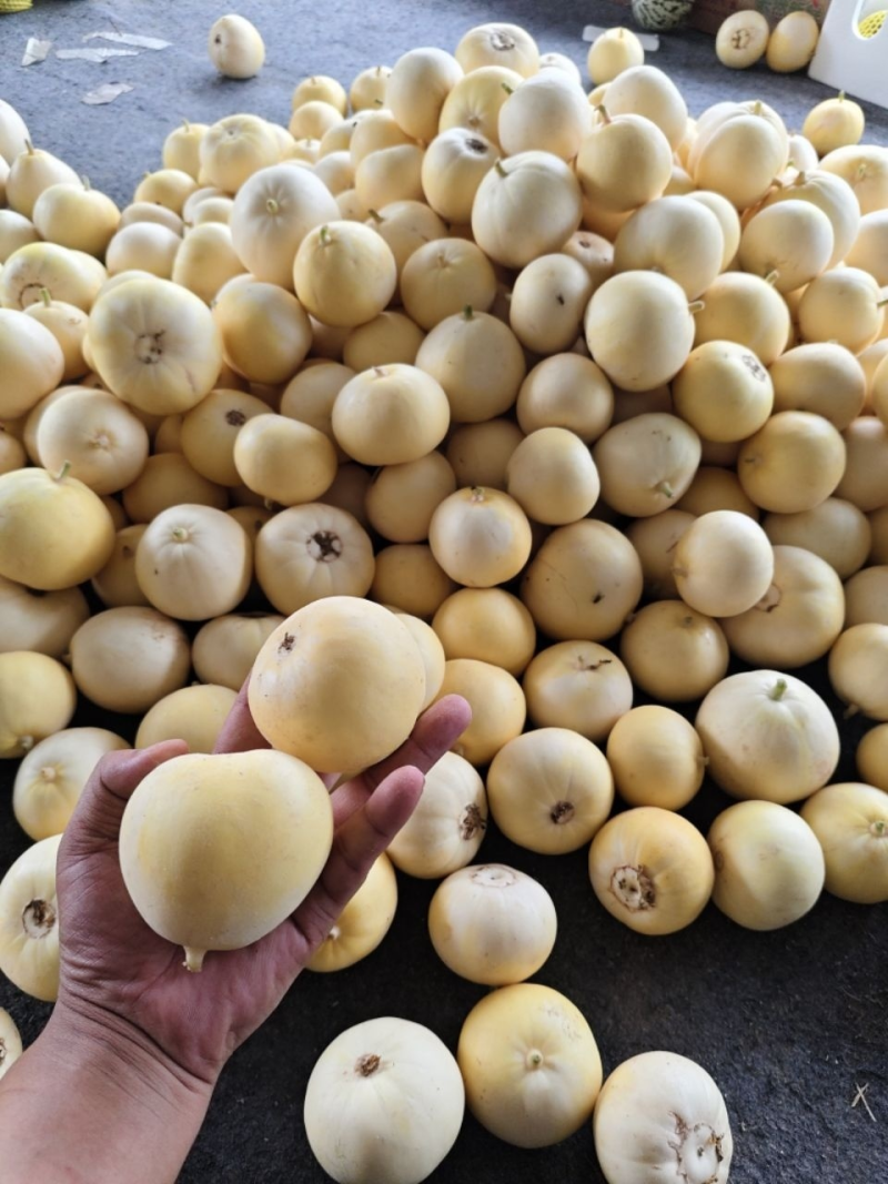 山东头茬小蜜蜂甜瓜早甜脆，大量低价产地新鲜直供，保质保量