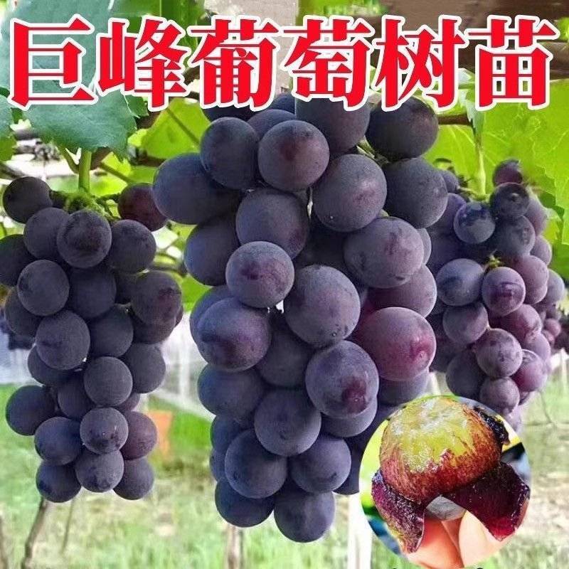 巨峰葡萄苗自家苗圃直销保证品种
