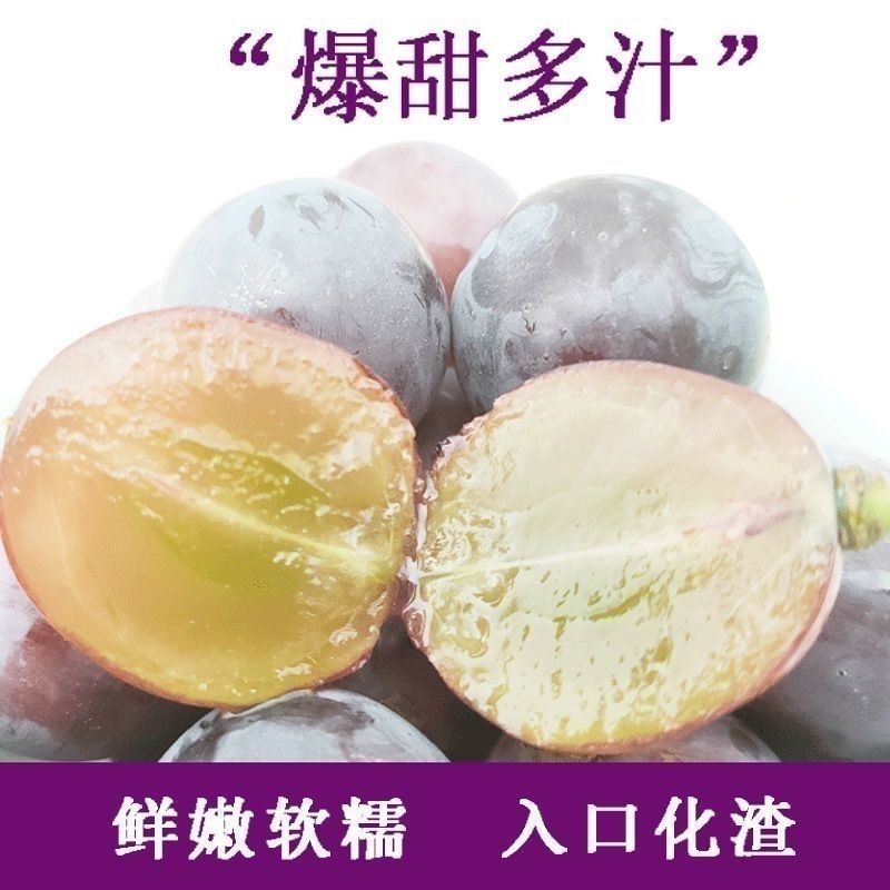 巨峰葡萄苗自家苗圃直销保证品种