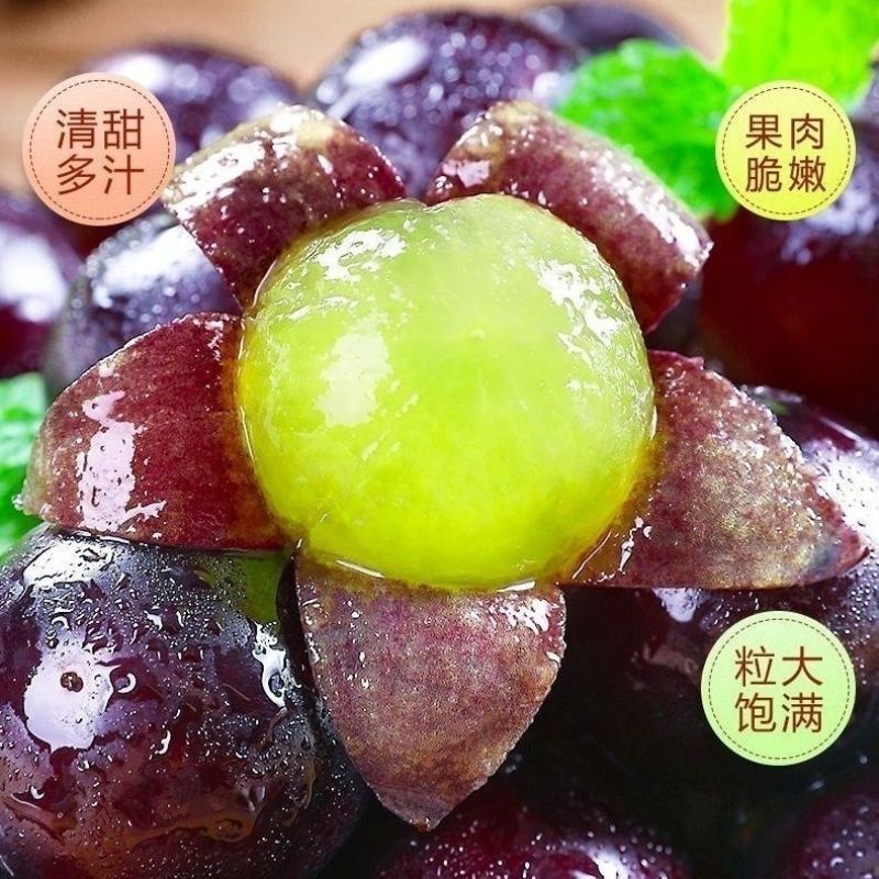巨峰葡萄苗自家苗圃直销保证品种