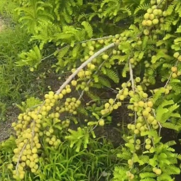 精品油甘果