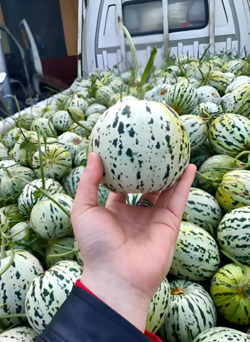 山东花美人甜瓜大量上市，产地批发价格低，口感很甜可视频看