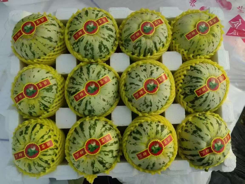 山东花美人甜瓜大量上市，产地批发价格低，口感很甜可视频看