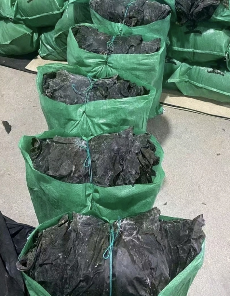 霞浦精品干海带产地一手货源全国发货量大价优欢迎随时联系
