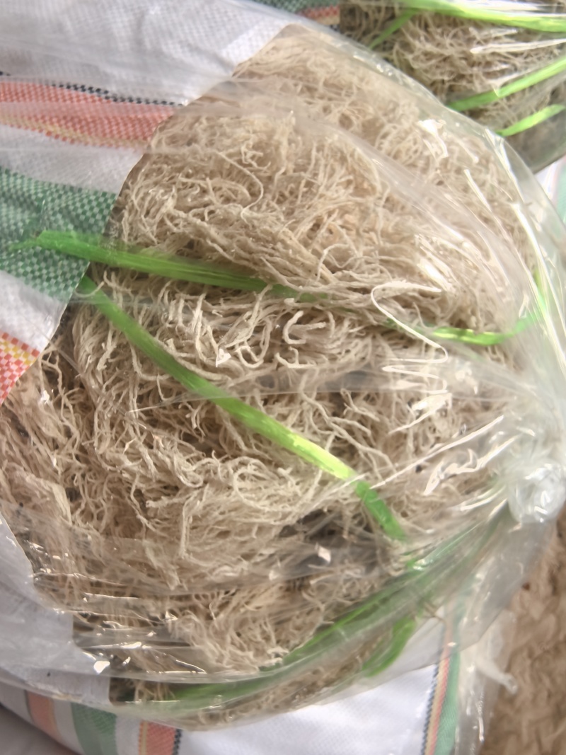 龙须菜，江蓠菜